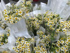 -循礼门鲜花花市(武汉循礼门店)