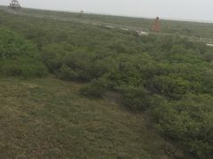 -北海金海湾红树林生态旅游区