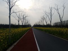 -上海长兴岛郊野公园