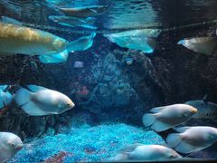 -太平洋海底世界