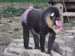 -大连森林动物园