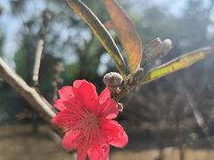 -南国桃园旅游度假区