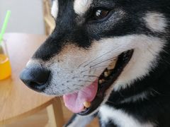 -柴犬小屋·柴餐厅·狗咖食堂(金鼎广场店)