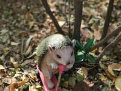 -风车面包