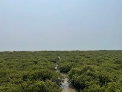 -北海金海湾红树林生态旅游区