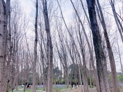 -顾村公园