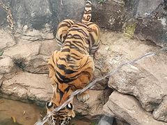 -深圳野生动物园