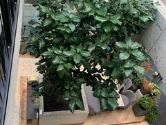 -大树餐厅(红旗街万达店)