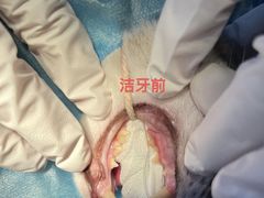 -咕噜咕噜宠物医院·CT·肿瘤科·骨科(前海院)