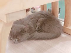 -飞行喵MR PILOT|猫舍·猫咖(静安大融城店)