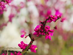 -紫颐香薰山谷景区