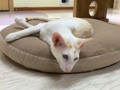 -猫和宫(六道口店)