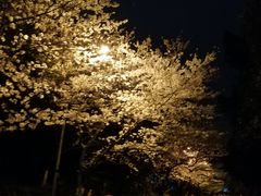 -武汉大学-樱园