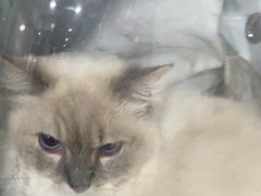 -佳雯宠物医院·皮肤科·内外科(春晓路分院)