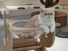 -飞行喵MR PILOT|猫舍·猫咖(静安大融城店)