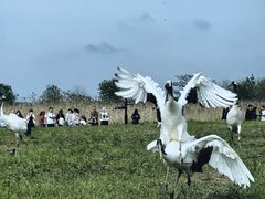 -盐城丹顶鹤湿地生态旅游区