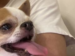 -爱侣宠医·鹦鹉专科·小型哺乳类·异宠专科(灵石路店)