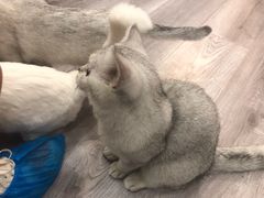 -BABIT巴比特宠物(MOMOPARK店)