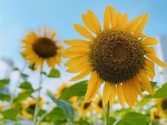 -海心沙亚运公园