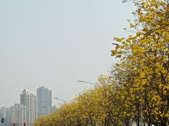 -洲头咀公园