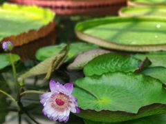 -国家植物园南园