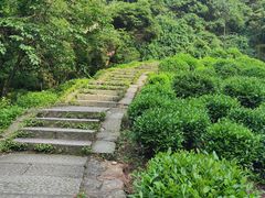 -十八棵（老龙井）御茶园(老龙井店)