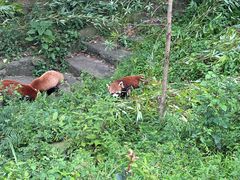 -都江堰中华大熊猫苑