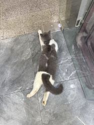 -和木形象