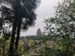 -铁山坪森林公园