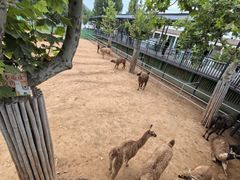 -西霞口神雕山野生动物世界