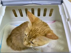 -爱侣宠医·鹦鹉专科·小型哺乳类·异宠专科(灵石路店)