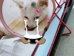 -联合动物医院(光谷诊疗中心)