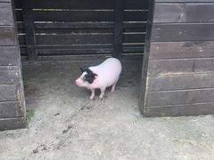 -田园东方蜜桃村的田野营地