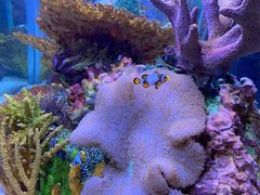 -上海海洋水族馆