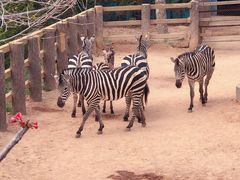 -西霞口神雕山野生动物世界