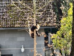 -中国大熊猫保护研究中心雅安碧峰峡基地