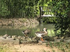 -八大山人梅湖景区