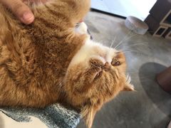-瞄一喵猫咖(格力海岸店)