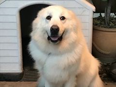 -more than meow吴止猫主题餐厅(承德 中船汇店)