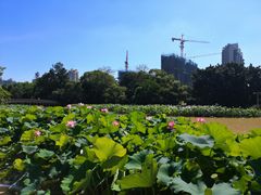 -金山公园