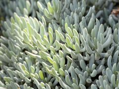 -墨尔本皇家植物园