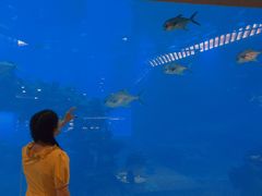 -海棠湾洲际-涛·海底餐厅·美人鱼·自助餐·海底隧道