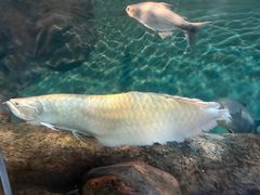 -上海海洋水族馆