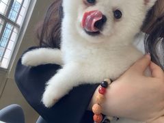 -Let's go狗咖·猫咖·奶狗·桌游(春熙路IFS店)