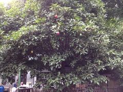 iphone_upload_pic-青桃餐厅