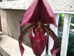 -广州兰圃