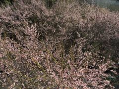-草庵摩尼教遗址公园
