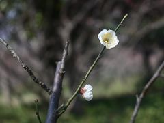 -梅花山(明孝陵内)