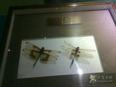 -上海昆虫博物馆