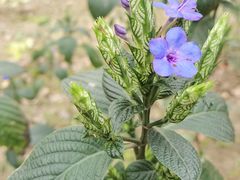 -中国科学院华南植物园
